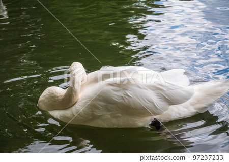 A graceful white swan swimming on a lake with dark water. The white swan is reflected in the water A graceful white swan swimming on a lake with dark water. The white swan is reflected in the water 97237233