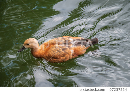 Ruddy Shelduck, or red duck, lat. Tadorna ferruginea, swimming on a lake. Ruddy Shelduck, or red duck, lat. Tadorna ferruginea, swimming on a lake. 97237234