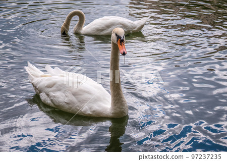 Two graceful white swans swim in the dark water. Two graceful white swans swim in the dark water. 97237235