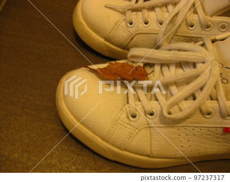 I got a souvenir when I came back from walking in the fallen leaves. I got a souvenir when I came back from walking in the fallen leaves. 97237317