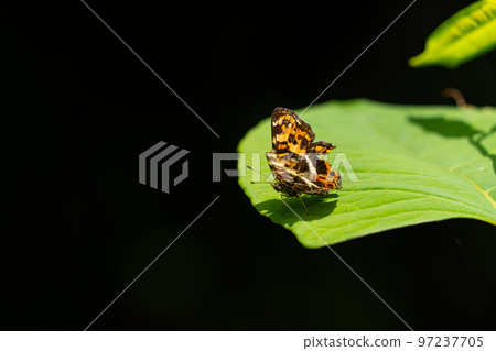 Sakah wasp on a leaf on a forest road 97237705