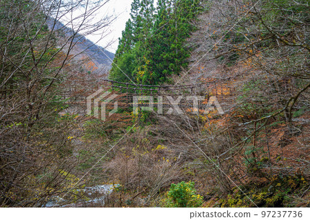 [Tokushima] Okuiya Double Kazurabashi Bridge [Autumn] 97237736