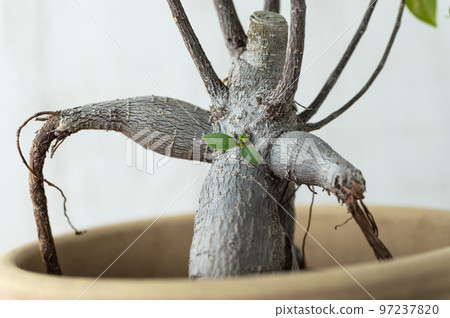 A banyan tree whose sprouts look like bow ties 97237820