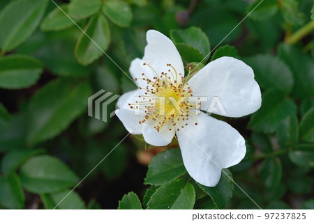 Neubara flower Neubara flower 97237825