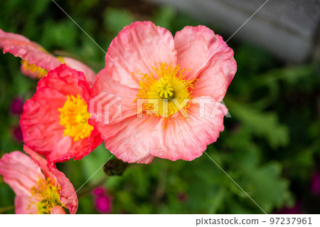 Poppies in the flower bed 97237961