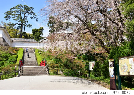 Tokiwagizaka and cherry blossoms in full bloom at Odawara Castle Ruins Park Tokiwagizaka and cherry blossoms in full bloom at Odawara Castle Ruins Park 97238022