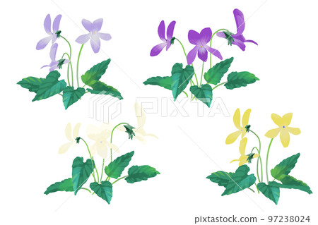 Violets with elongated leaves vector illustration watercolor style Violets with elongated leaves vector illustration watercolor style 97238024
