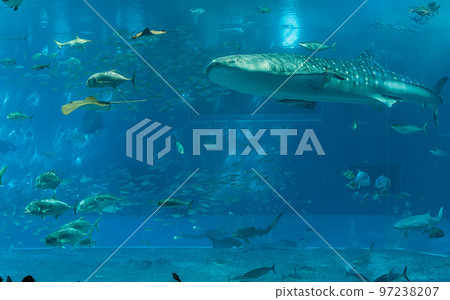 鯨鯊和鮎魚 鯨鯊和鮎魚 97238207