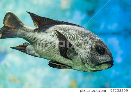 Aquarium creatures Aquarium creatures 97238209