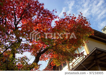 舊吉田茂住宅二樓和紅葉 舊吉田茂住宅二樓和紅葉 97238995