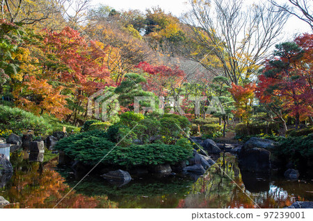 Fudo Pond in Oisojoyama Park Autumn leaves Fudo Pond in Oisojoyama Park Autumn leaves 97239001