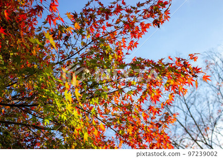 大磯城山公園 紅葉 大磯城山公園 紅葉 97239002