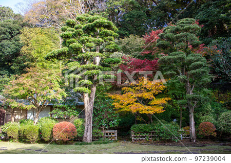 Oiso Joyama Park's Japanese garden Autumn leaves Oiso Joyama Park's Japanese garden Autumn leaves 97239004
