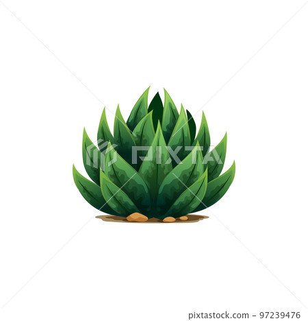Weberi, maguey liso, aloe vera botanical plant with spikes, exotic flower tequila drink ingredient growing in sand and rocks. Vector weber agave plant cactus icon. Marginata succulent, century plant 97239476