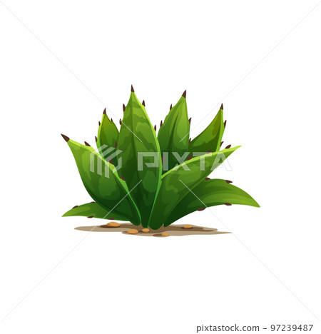 Agave americana sentry plant growing in sand with rocky stones isolated cartoon icon. Vector maguey or American aloe succulent flower tequila drink ingredient. Botanical cacti with spikes exotic agave Agave americana sentry plant growing in sand with rocky stones isolated cartoon icon. Vector maguey or American aloe succulent flower tequila drink ingredient. Botanical cacti with spikes exotic agave 97239487