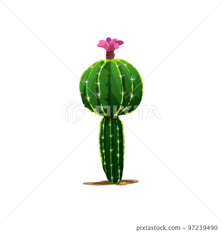 Cactus with pink flower blossom isolated prickly plant. Vector scandinavian or indian cacti, western opuntia tropical botanical cactus. Green mexican desert cactus cartoon succulent with spikes Cactus with pink flower blossom isolated prickly plant. Vector scandinavian or indian cacti, western opuntia tropical botanical cactus. Green mexican desert cactus cartoon succulent with spikes 97239490
