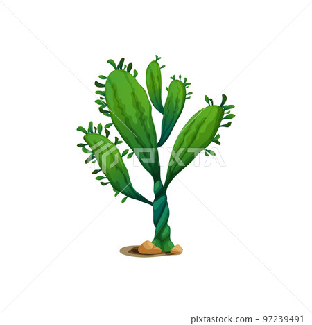 Succulent cactus isolated cartoon exotic agave flower marginata succulent growing in sand desert. Vector agave neglecta wild century plant, pelmeri americana broad leaves. Mexican cactus with spikes Succulent cactus isolated cartoon exotic agave flower marginata succulent growing in sand desert. Vector agave neglecta wild century plant, pelmeri americana broad leaves. Mexican cactus with spikes 97239491