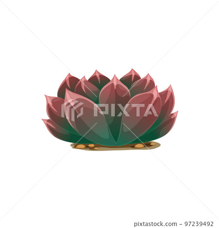 Plant pelmeri agave americana isolated cactus cartoon icon. Vector exotic agave flower, scandinavian succulent bush. Marginata purple agave. Century plant maguey, american aloe botanical cacti Plant pelmeri agave americana isolated cactus cartoon icon. Vector exotic agave flower, scandinavian succulent bush. Marginata purple agave. Century plant maguey, american aloe botanical cacti 97239492