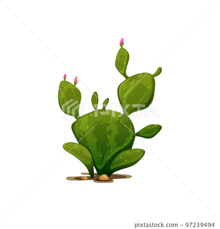 Mexican cactus, agave neglecta wild century plant isolated pelmeri americana with rounded leave and pink flowers. Vector cartoon botanical succulent with spikes grown in sand, exotic marginata cactus Mexican cactus, agave neglecta wild century plant isolated pelmeri americana with rounded leave and pink flowers. Vector cartoon botanical succulent with spikes grown in sand, exotic marginata cactus 97239494