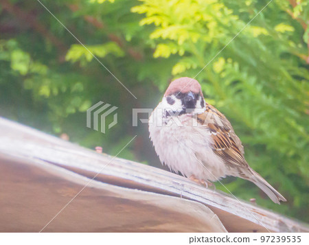 麻雀肖像 97239535