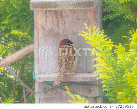 一隻來到巢箱的麻雀 一隻來到巢箱的麻雀 97239536