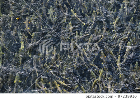 Many salmon running upstream (true bird's-eye view, pseudo-aerial photography) 97239910