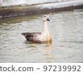 鳥鴨水面 97239992