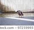 另一種觀點鳥鴨 97239993