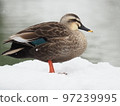 雪天冷鴨 97239995