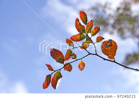 Elm autumn leaves blue sky Elm autumn leaves blue sky 97240215