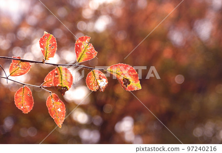 Elm autumn leaves Elm autumn leaves 97240216