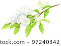 Kodemari flower watercolor painting 97240342