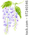 Watercolor painting of wisteria flowers 97240346