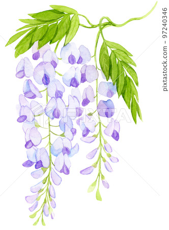 紫藤花水彩畫 97240346