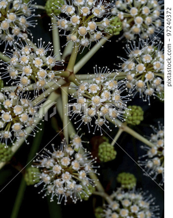 生長在樹蔭下的金銀花白花 97240372