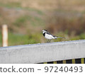 河鳥白鶺鴒02 97240493