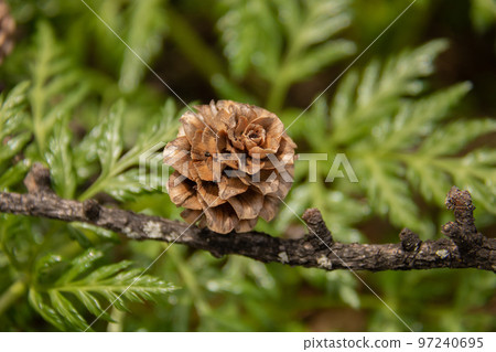 cute pinecone 97240695