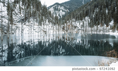 Coniferous tree trunks come out of a mountain lake Coniferous tree trunks come out of a mountain lake 97241092