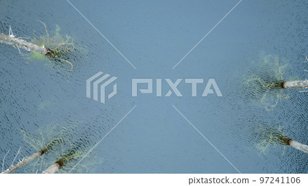 Coniferous trees stand in the icy water of lake Coniferous trees stand in the icy water of lake 97241106