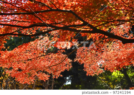 燃燒的秋天 97241194