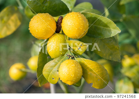Lemon tree with the morning dew. Lemon tree with the morning dew. 97241568