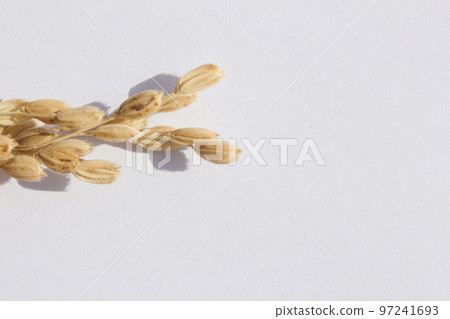 rice plant 97241693