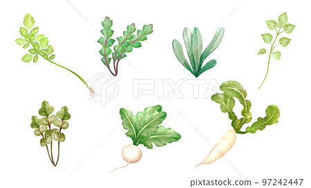 Watercolor style illustrations of the seven spring herbs, Seri, Nazuna, Ogyo, Hakobera, Hotokenoza, Suzuna, Suzushiro 97242447