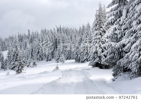 Snow covered winter road and fir trees Snow covered winter road and fir trees 97242761
