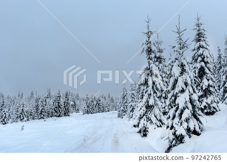 Snow covered winter road and fir trees 97242765