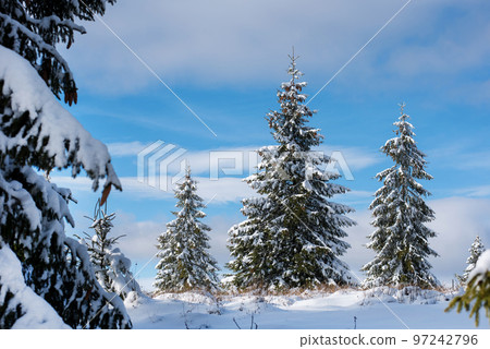 Winter fir trees in the mountains covered with snow Winter fir trees in the mountains covered with snow 97242796
