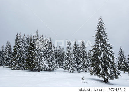 Christmas background of snowy winter landscape 97242842