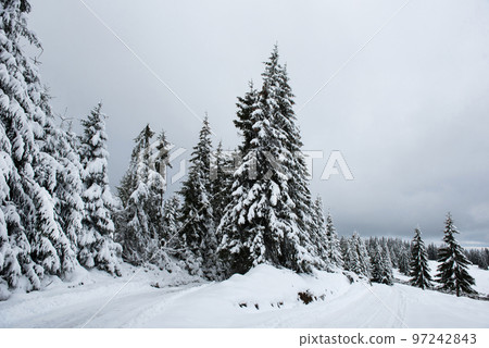 Winter panorama with snow covered trees 97242843