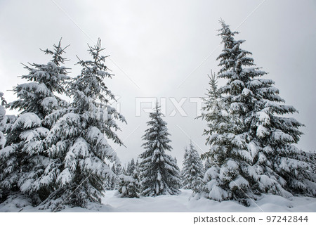 Winter panorama with snow covered trees Winter panorama with snow covered trees 97242844