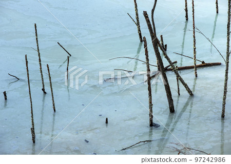 Dying plants and trees because of cyanide contamination in a lake 97242986